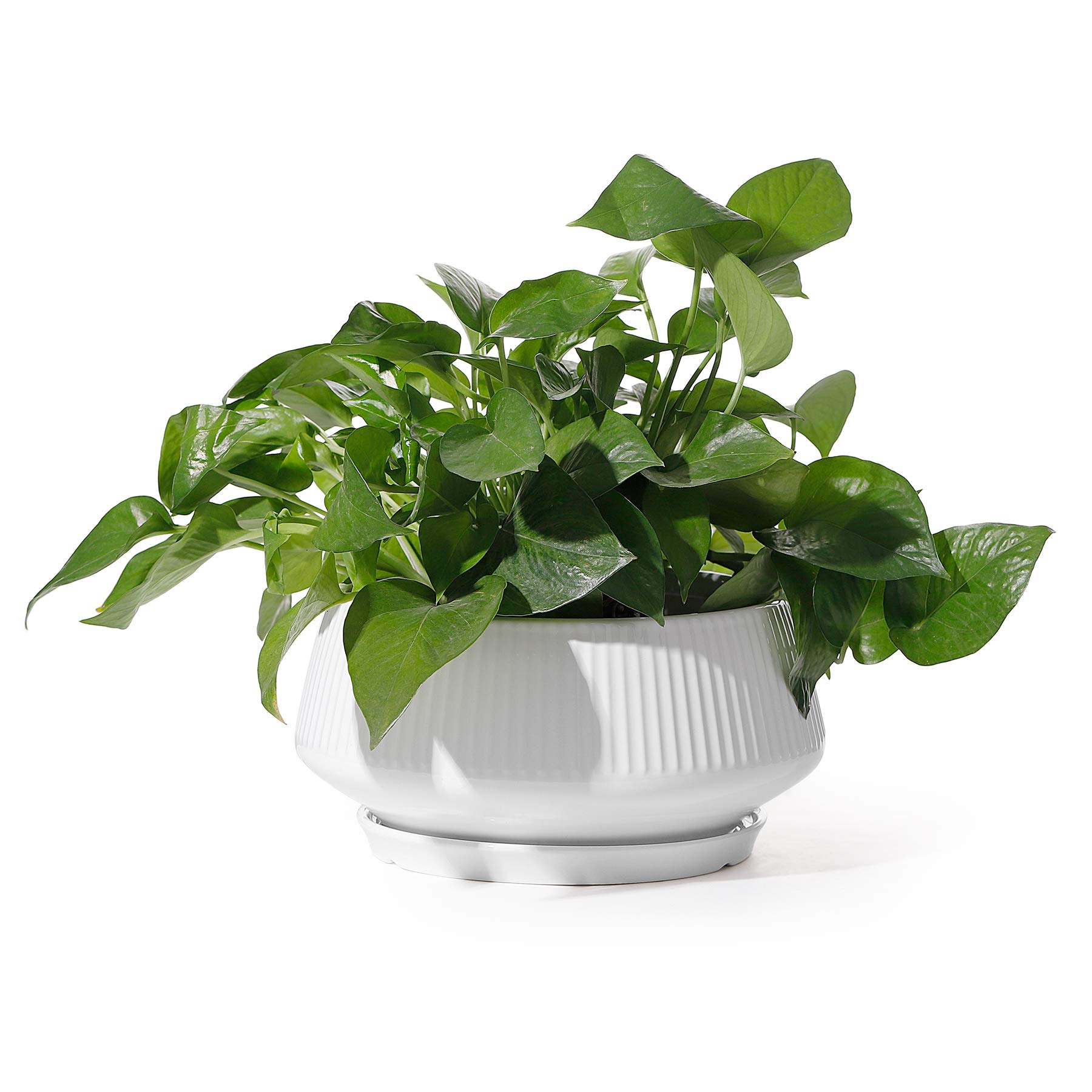 D.I.P pot 鉢 (A) D.I.P.｜Botanical Products Creation Crew